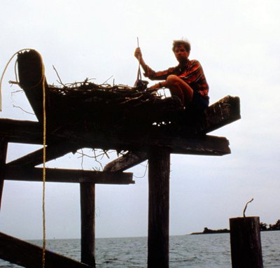 Peter McLean weighs a nestling osprey on a structure in Mobjack Bay. Peter investigated osprey diet, brood provisioning and reproductive rates. Photo by Chris McLean.
