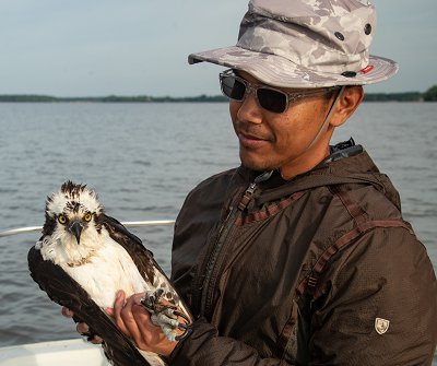 Michael Academia with an adult male osprey. Michael conducted a supplementation experiment to examine the importance of menhaden for osprey productivity. Photo by Bryan Watts.
