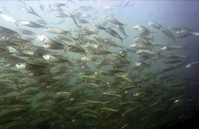 School of Menhaden. Menhaden Science? No thanks, says Virginia, We’d Rather Not Know