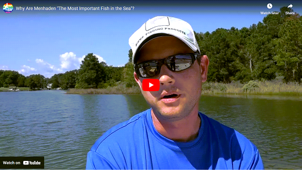 Why are Menhaden The Most Important Fish In the Sea?