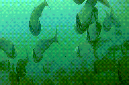 Video: Filter-Feeding Menhaden | Caught On Camera