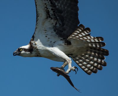 Osprey with Atlantic menhaden flying over Mobjack Bay. Menhaden seems to be a keystone prey species for the osprey population within the lower Chesapeake Bay. Photo by Bryan Watts.
