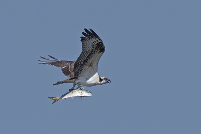 The little fish seabirds rely on