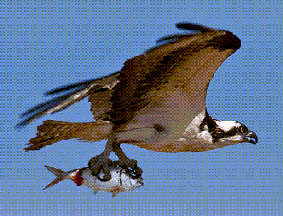 Osprey depend on menhaden as a key element of their diet.