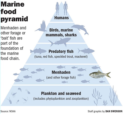 Marine Food Pyramid