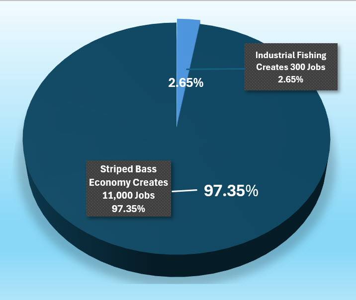 Striped bass economy creates more jobs than industrial fishing