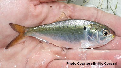 Menhaden were put on this earth to feed other marine species. That is their role. They are the Keystone prey fish in our coastal and bay waters, the number one source of protein.