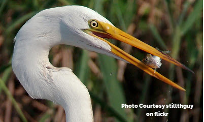 Menhaden were put on this earth to feed other marine species. That is their role.