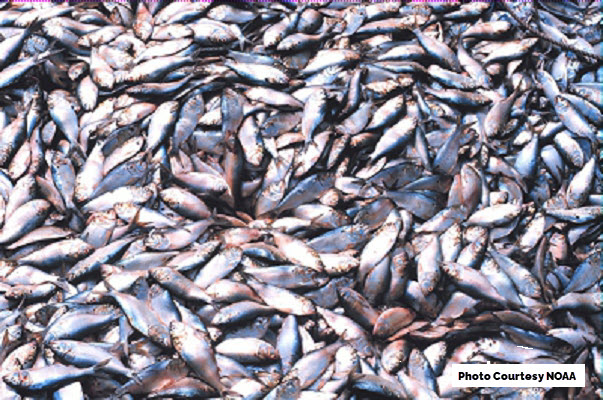 Reduction Fishing Capturing Menhaden