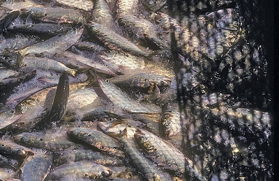 Reduction Fishing Capturing Menhaden