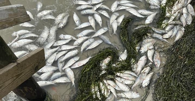 Aftermath of industrial reduction  fishing on local beaches